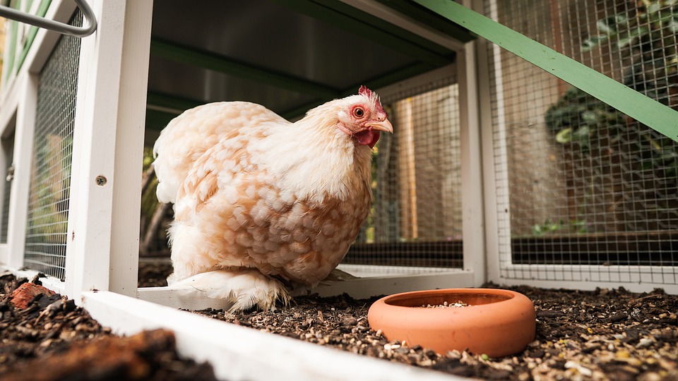 hen coop